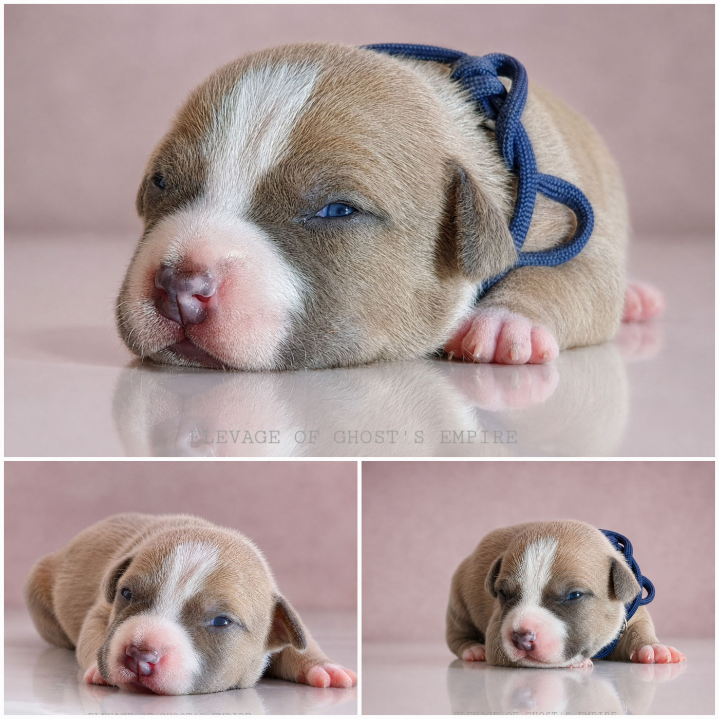 Of Ghost's Empire - Chiots disponibles - American Staffordshire Terrier