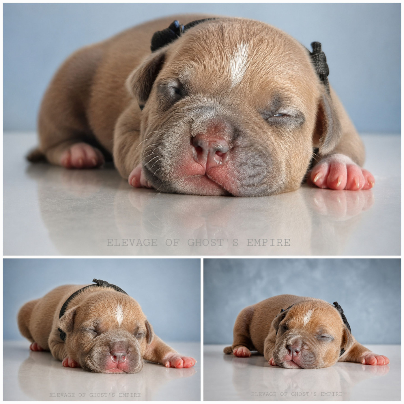 Of Ghost's Empire - Chiots disponibles - American Staffordshire Terrier
