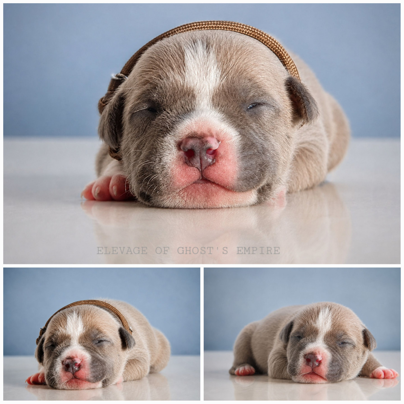 Of Ghost's Empire - Chiots disponibles - American Staffordshire Terrier