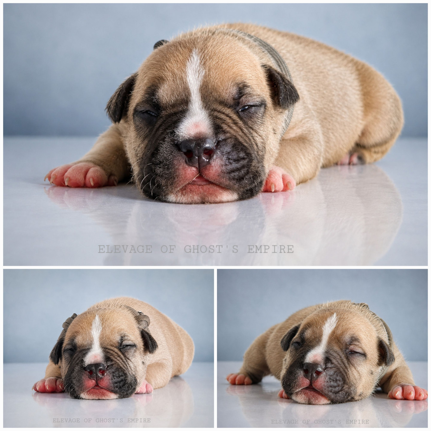 Of Ghost's Empire - Chiots disponibles - American Staffordshire Terrier
