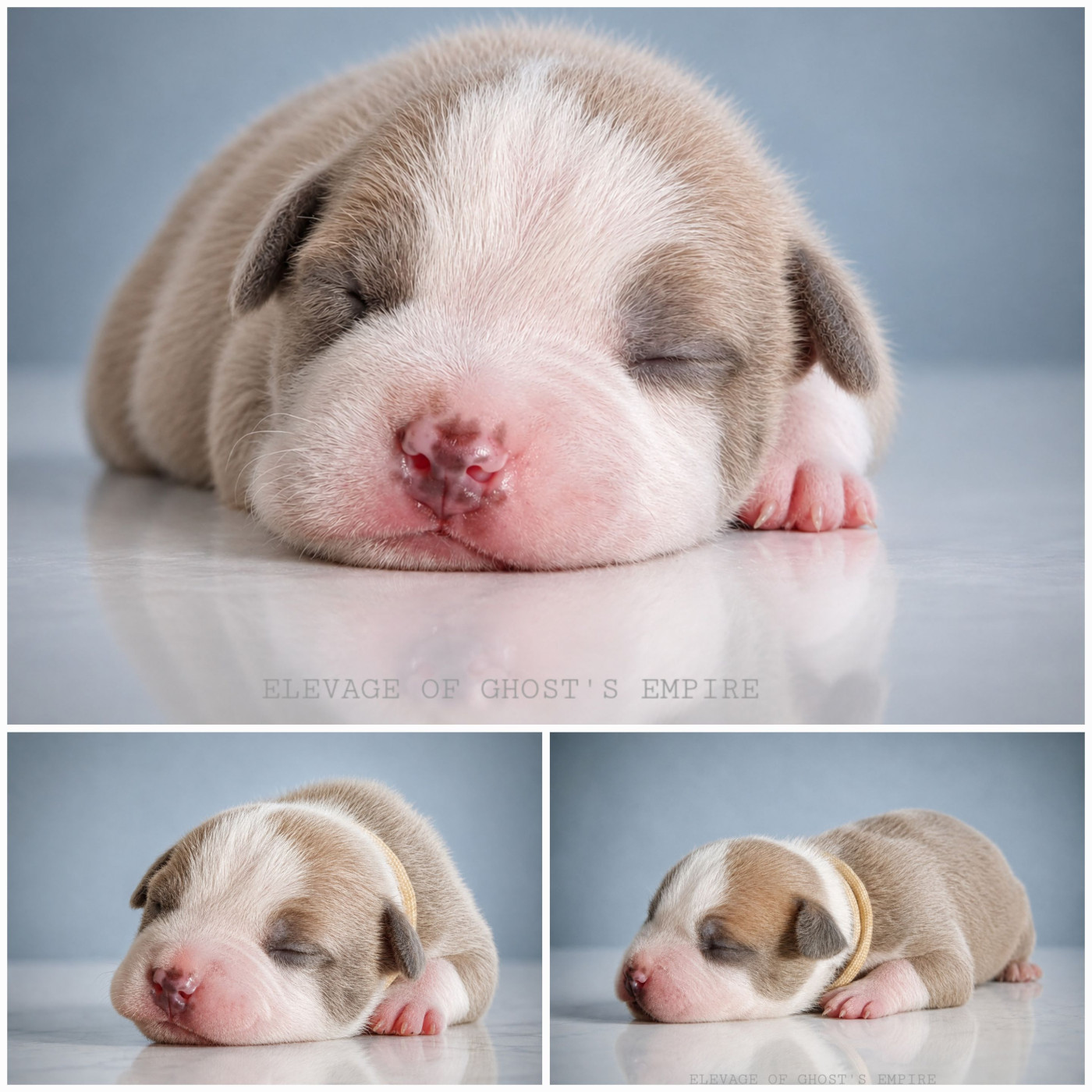Of Ghost's Empire - Chiots disponibles - American Staffordshire Terrier