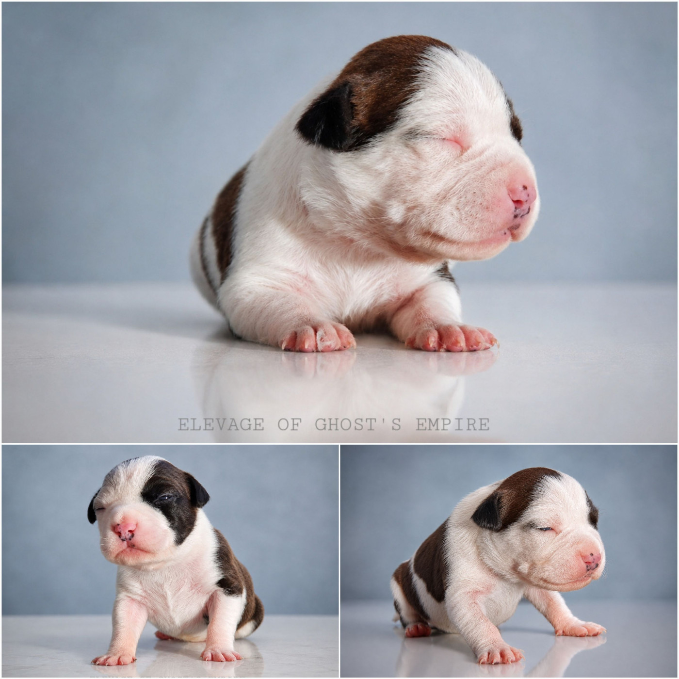 Of Ghost's Empire - Chiots disponibles - American Staffordshire Terrier