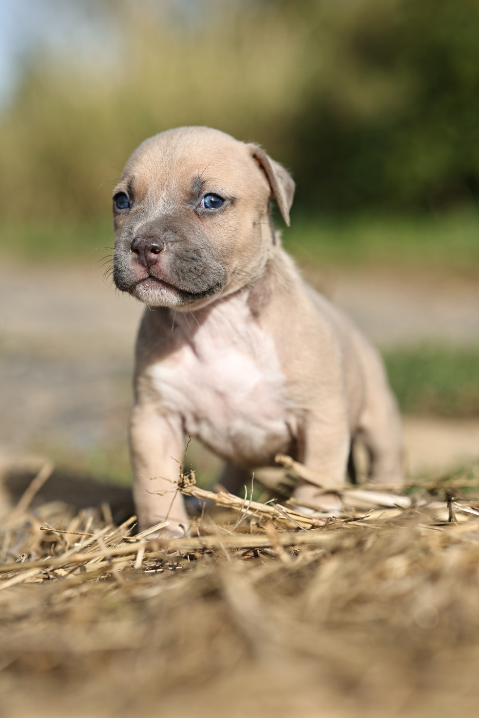 Of Ghost's Empire - Chiots disponibles - American Staffordshire Terrier