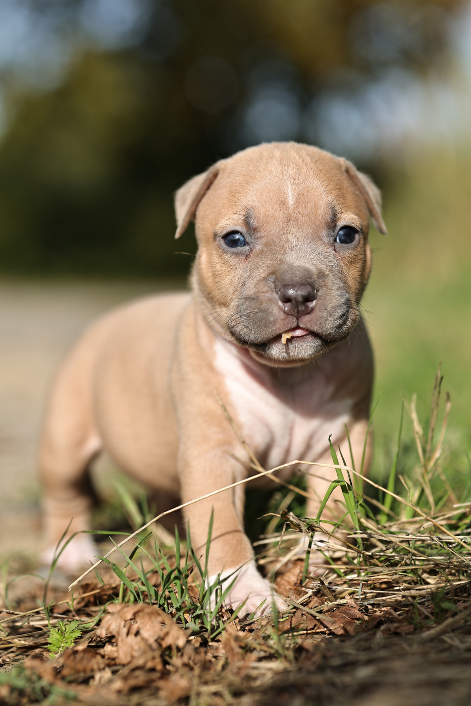 Of Ghost's Empire - Chiots disponibles - American Staffordshire Terrier