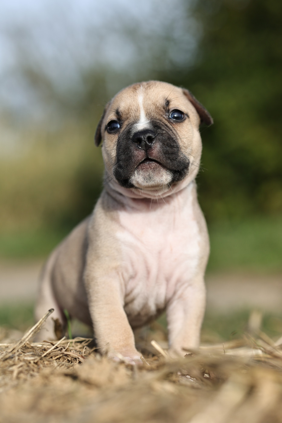 Of Ghost's Empire - Chiots disponibles - American Staffordshire Terrier