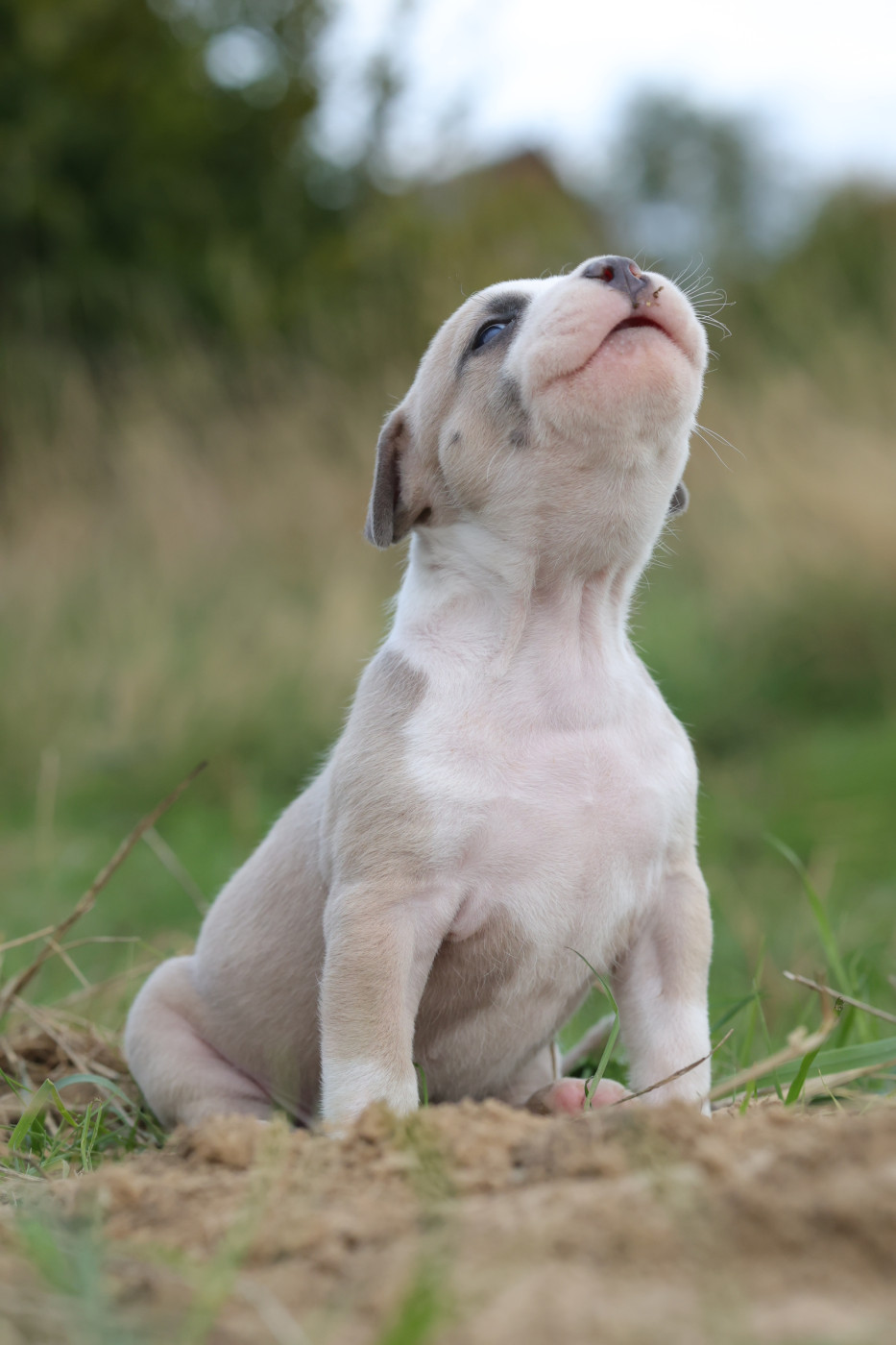 Of Ghost's Empire - Chiots disponibles - American Staffordshire Terrier