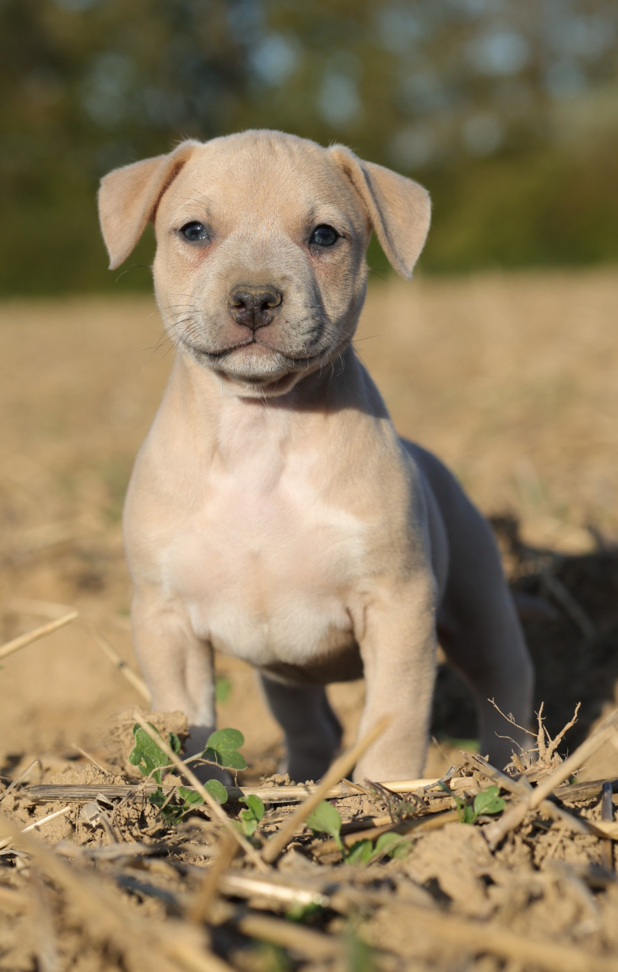 Of Ghost's Empire - American Staffordshire Terrier - Portée née le 08/08/2026