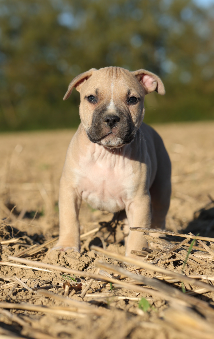 Of Ghost's Empire - Chiots disponibles - American Staffordshire Terrier