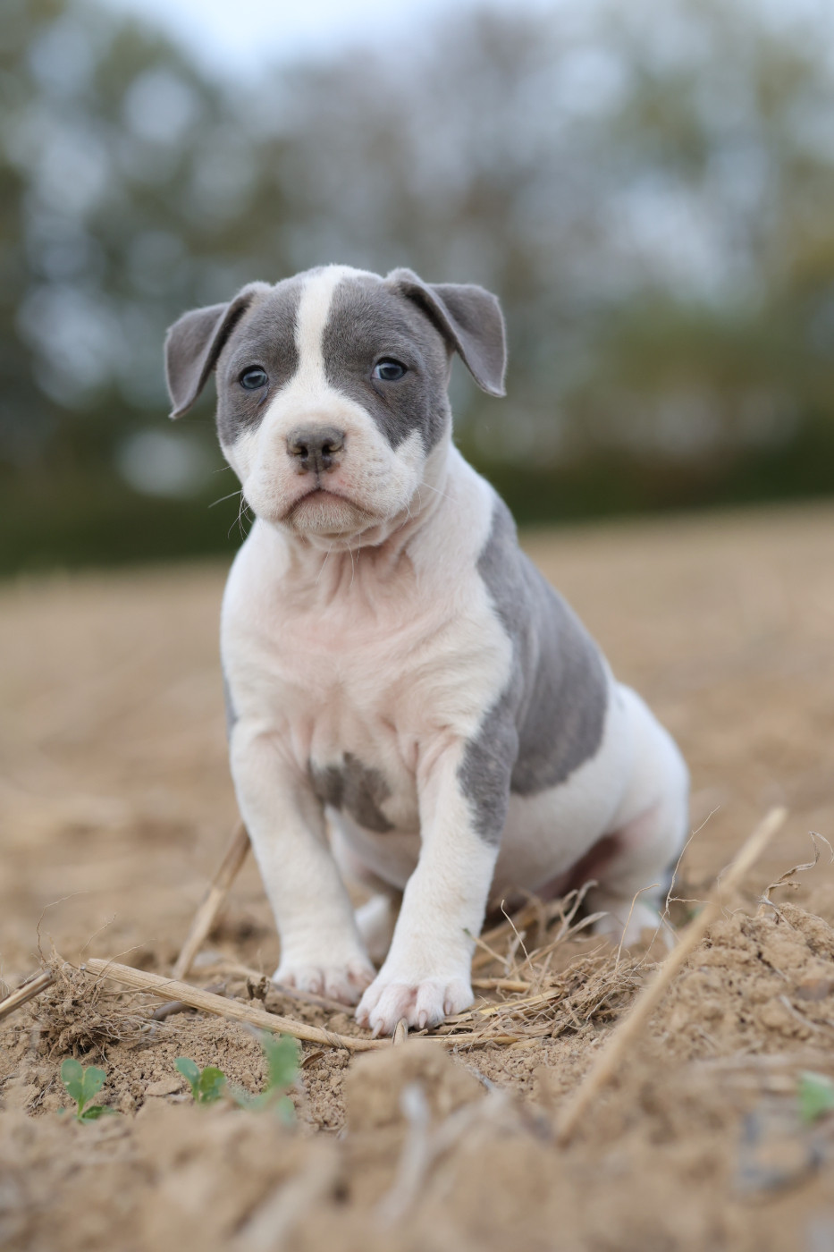 Of Ghost's Empire - American Staffordshire Terrier - Portée née le 06/08/2026