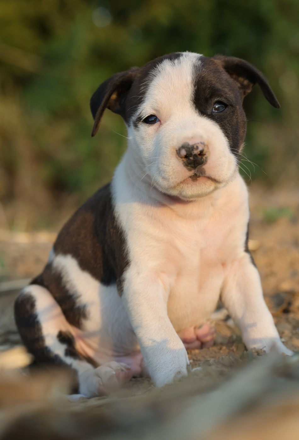 Of Ghost's Empire - Chiots disponibles - American Staffordshire Terrier