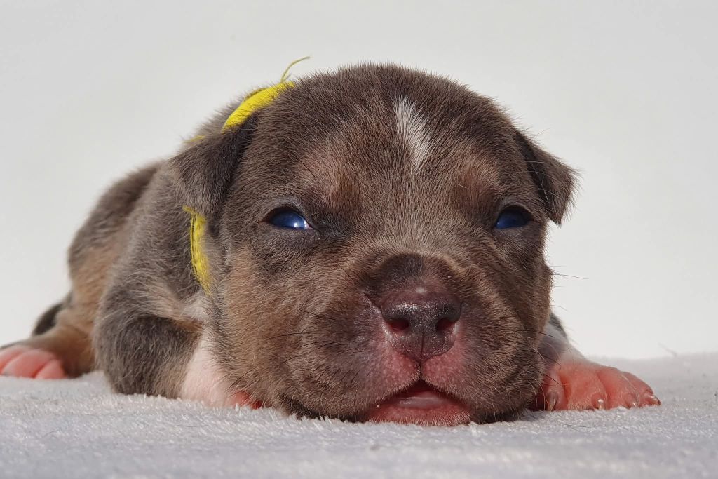 Of Ghost's Empire - Chiots disponibles - American Staffordshire Terrier