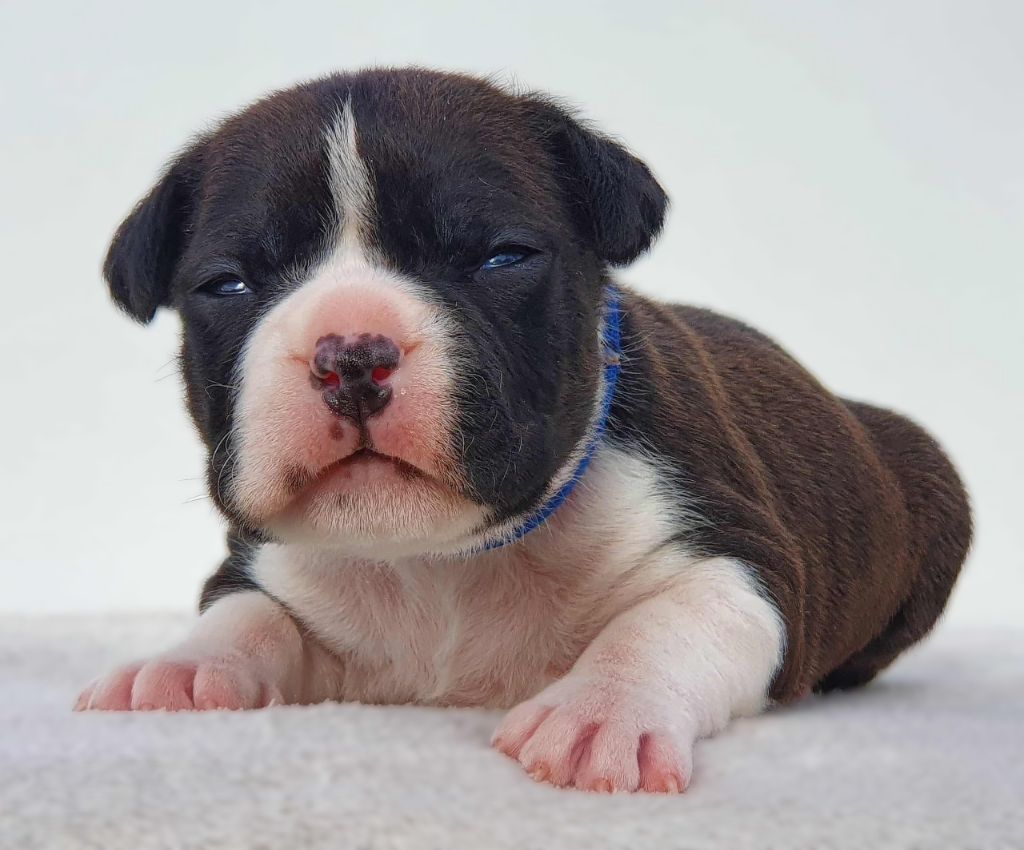 Of Ghost's Empire - Chiots disponibles - American Staffordshire Terrier