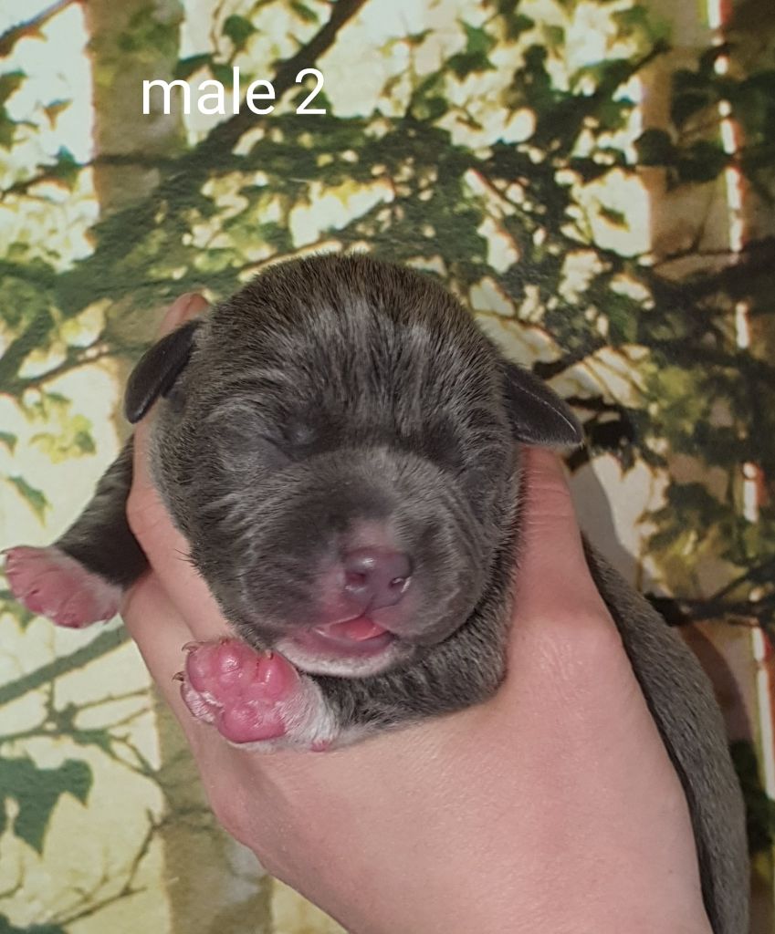 Of Ghost's Empire - American Staffordshire Terrier - Portée née le 25/04/2020