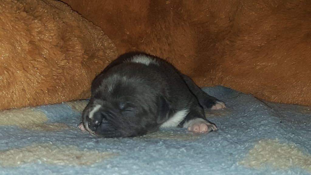 Of Ghost's Empire - American Staffordshire Terrier - Portée née le 15/09/2019