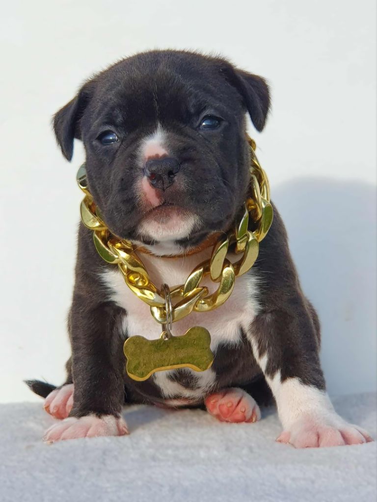 Of Ghost's Empire - Chiots disponibles - American Staffordshire Terrier