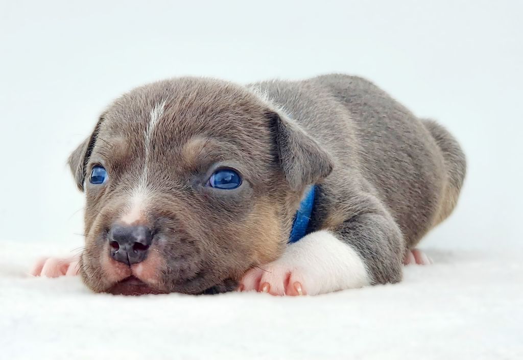 Of Ghost's Empire - Chiots disponibles - American Staffordshire Terrier