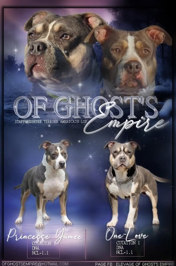 Chiot American Staffordshire Terrier Of Ghost's Empire