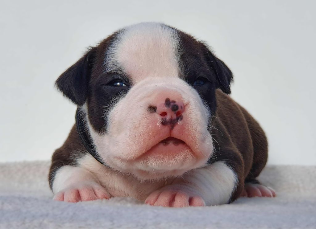 Of Ghost's Empire - Chiots disponibles - American Staffordshire Terrier