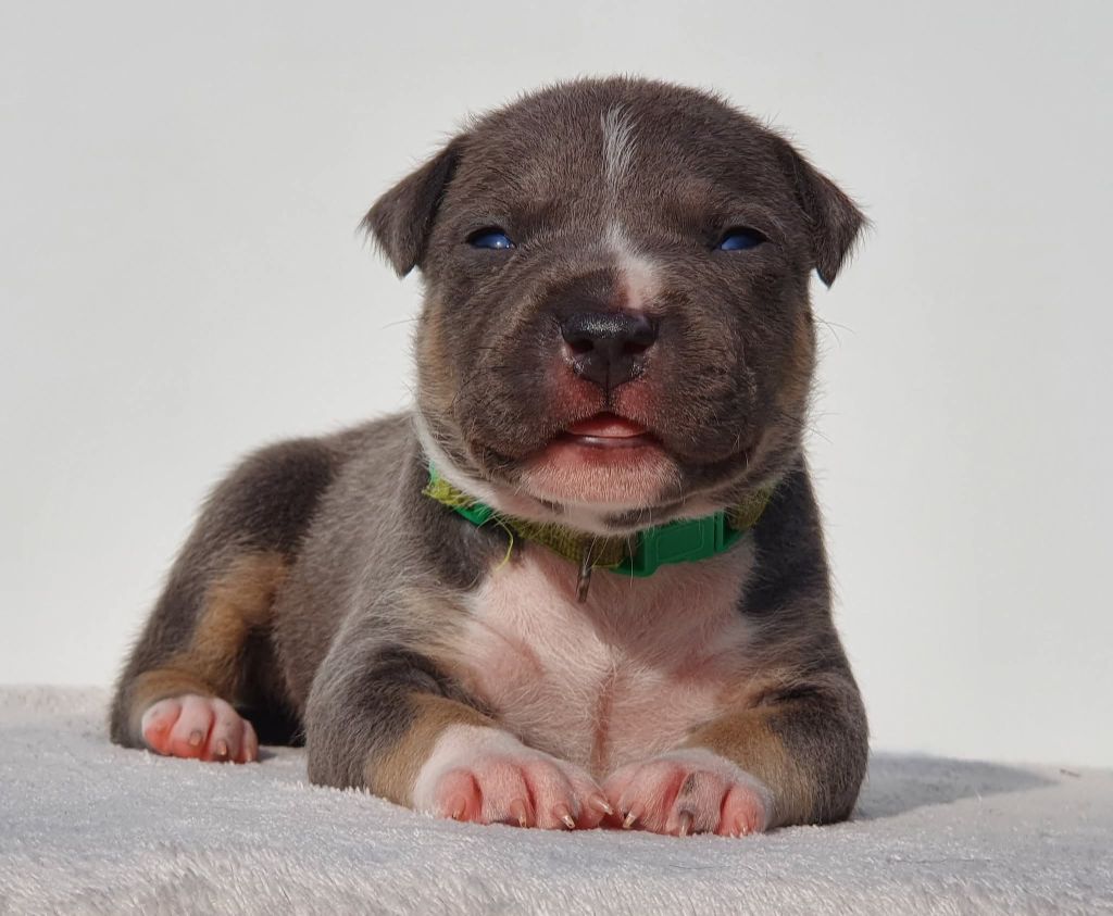 Of Ghost's Empire - Chiots disponibles - American Staffordshire Terrier