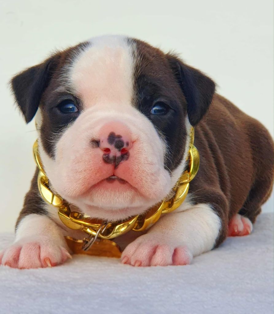 Of Ghost's Empire - Chiots disponibles - American Staffordshire Terrier