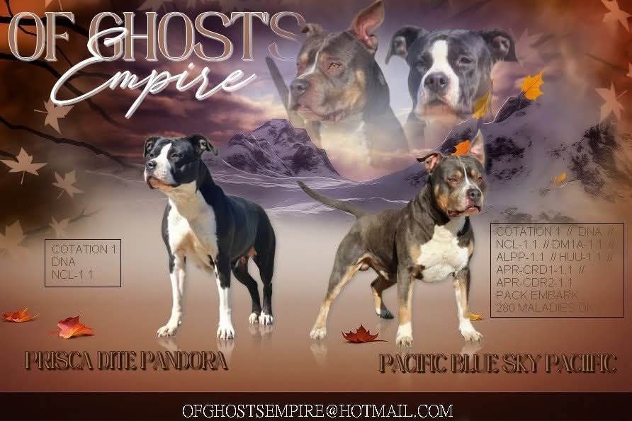 Chiot American Staffordshire Terrier Of Ghost's Empire