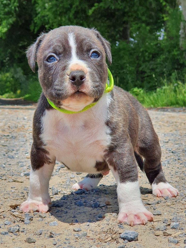 Of Ghost's Empire - Chiots disponibles - American Staffordshire Terrier