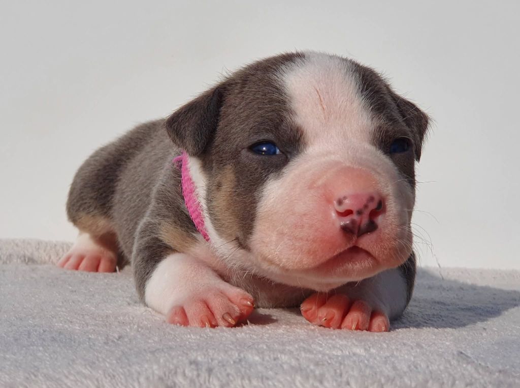 Of Ghost's Empire - Chiots disponibles - American Staffordshire Terrier
