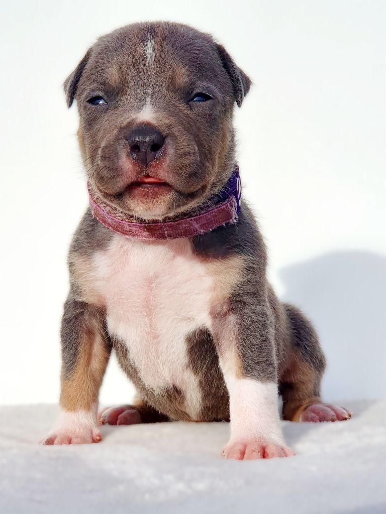 Of Ghost's Empire - Chiots disponibles - American Staffordshire Terrier