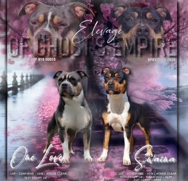 Of Ghost's Empire - American Staffordshire Terrier - Portée née le 17/04/2025