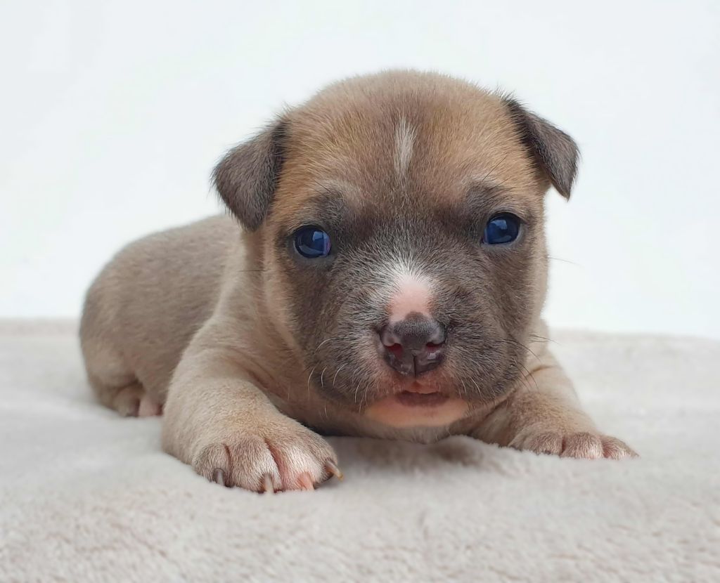 Of Ghost's Empire - Chiots disponibles - American Staffordshire Terrier