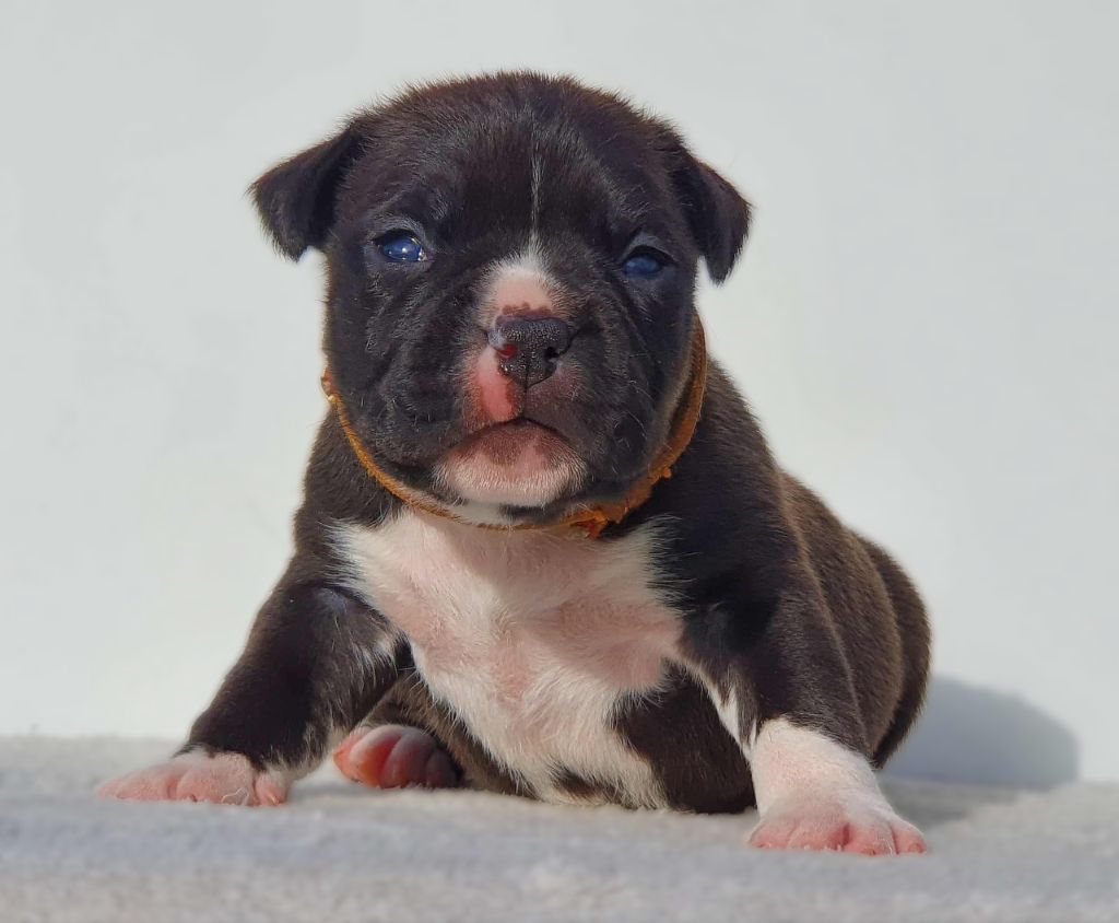Of Ghost's Empire - Chiots disponibles - American Staffordshire Terrier