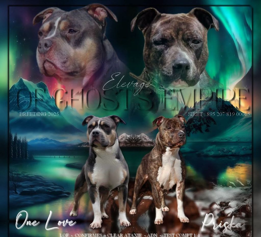Of Ghost's Empire - American Staffordshire Terrier - Portée née le 29/04/2025