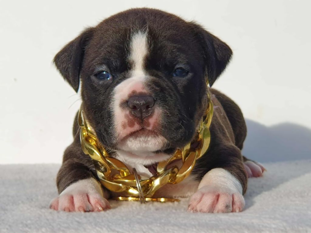 Of Ghost's Empire - Chiots disponibles - American Staffordshire Terrier