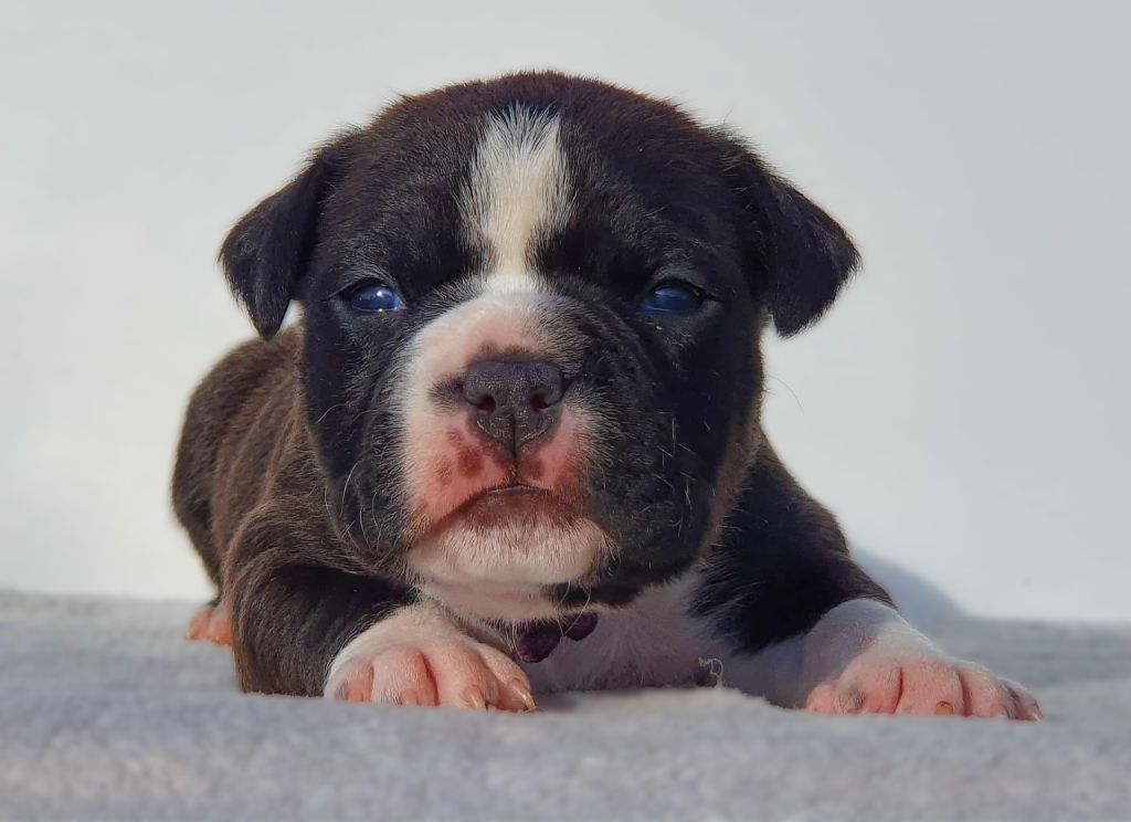 Of Ghost's Empire - Chiots disponibles - American Staffordshire Terrier