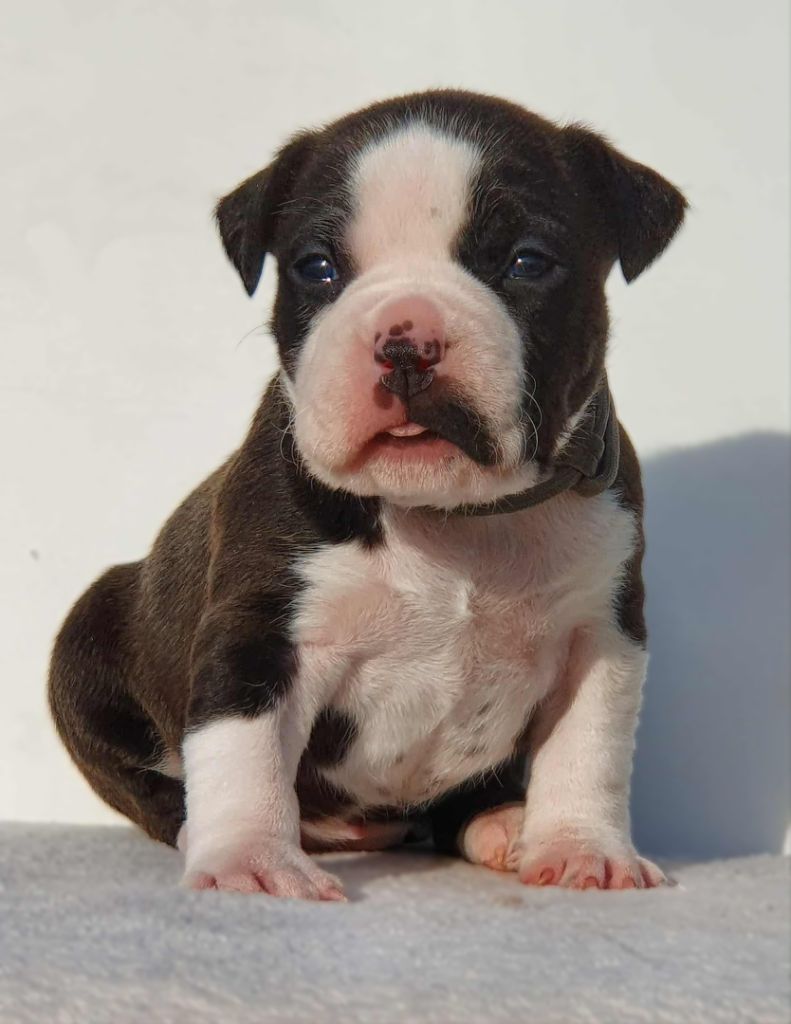 Of Ghost's Empire - Chiots disponibles - American Staffordshire Terrier