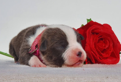 Femelle collier rose