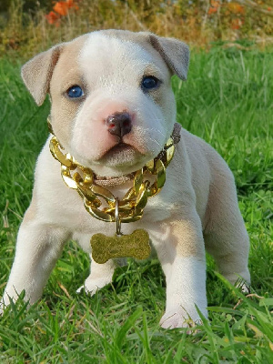 A'Crumble of Ghost's Empire 