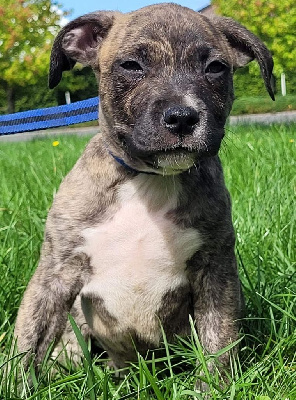 Upper Quality Amstaff 