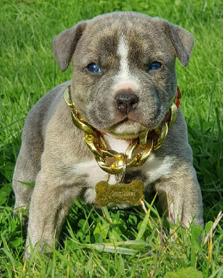 Femelle collier rouge 