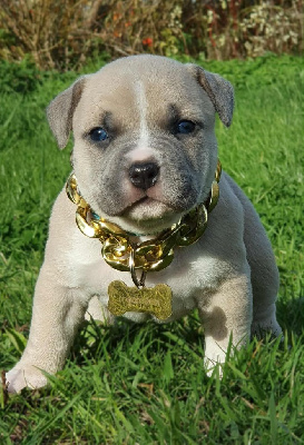 Femelle collier bleu 