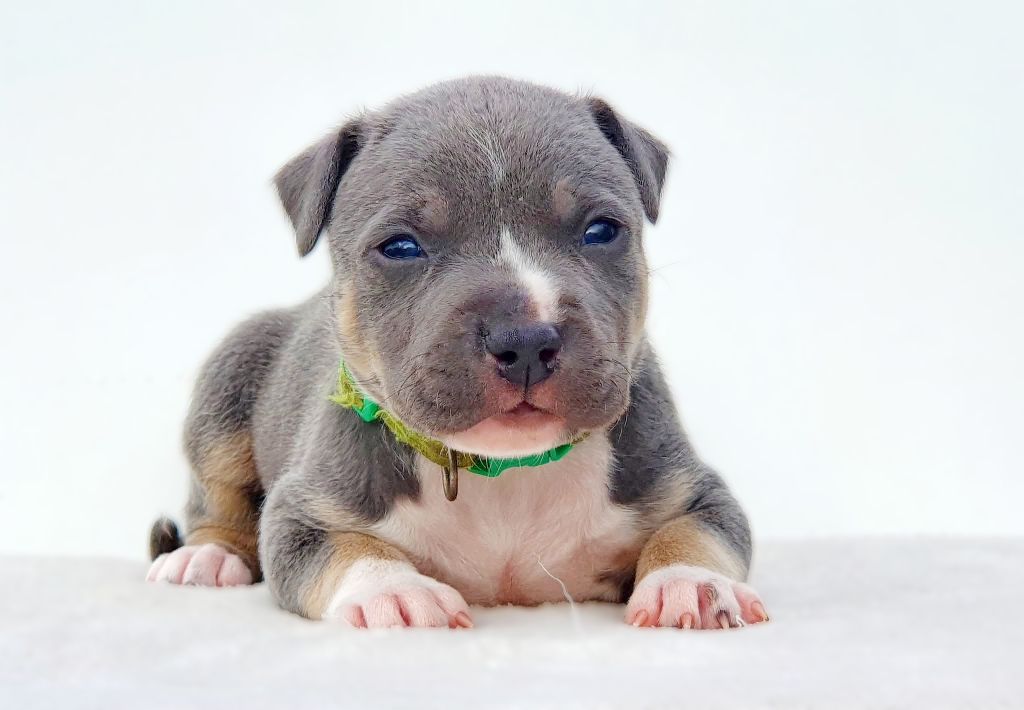 Of Ghost's Empire - Chiots disponibles - American Staffordshire Terrier