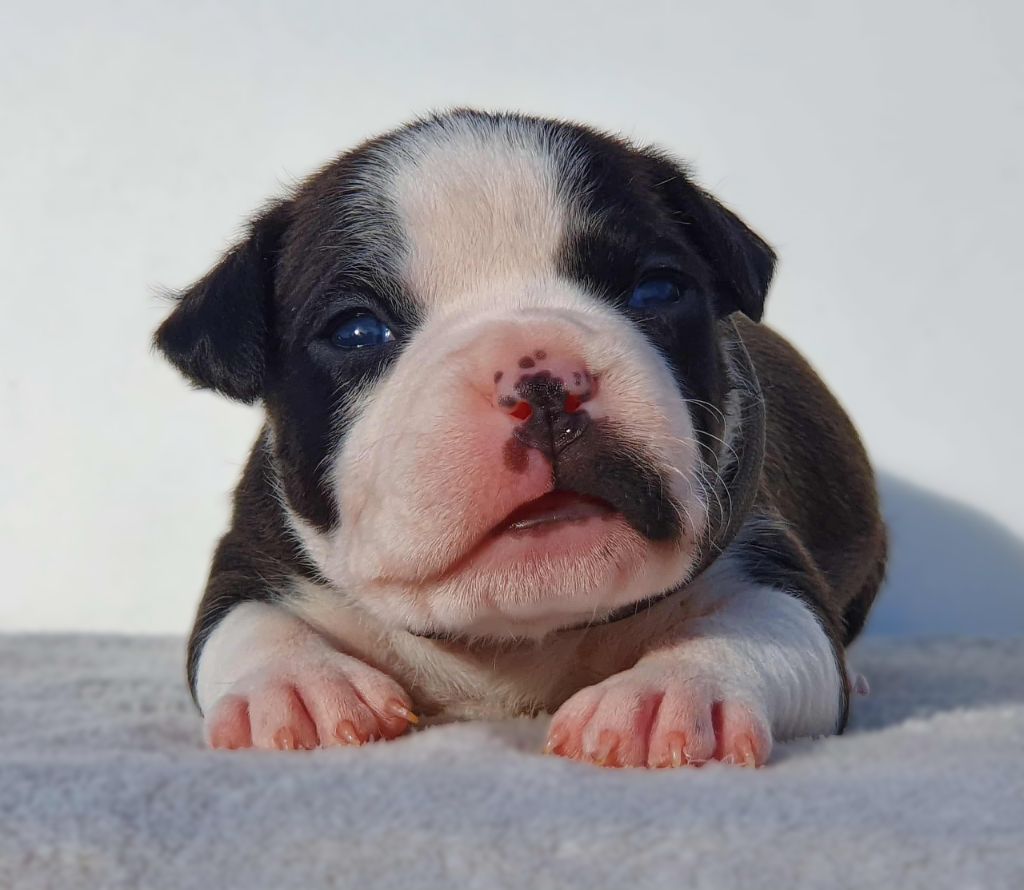 Of Ghost's Empire - Chiots disponibles - American Staffordshire Terrier