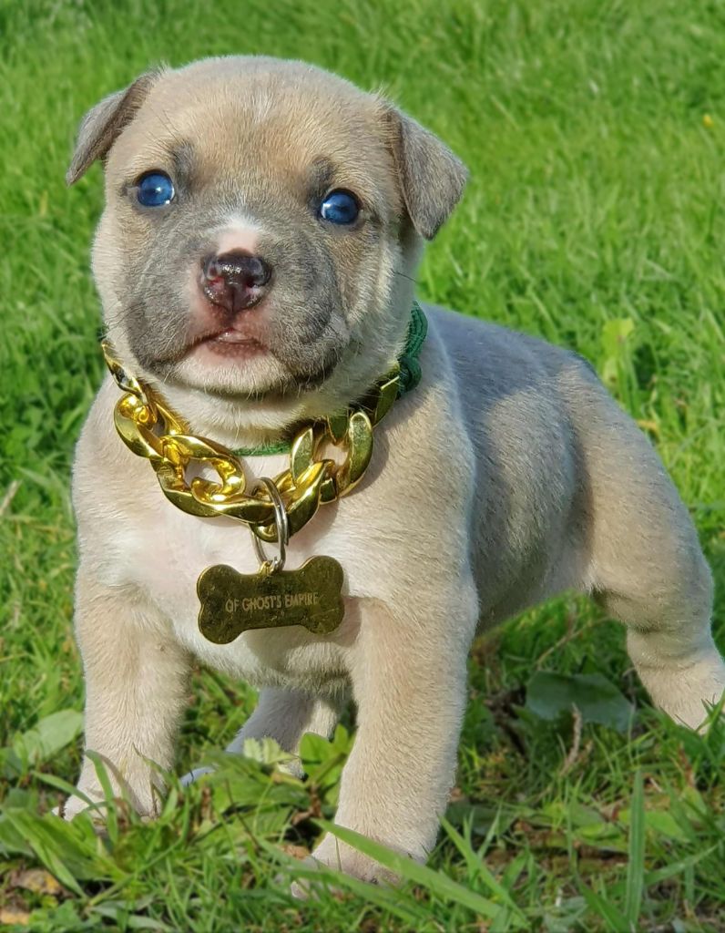 Of Ghost's Empire - Chiots disponibles - American Staffordshire Terrier