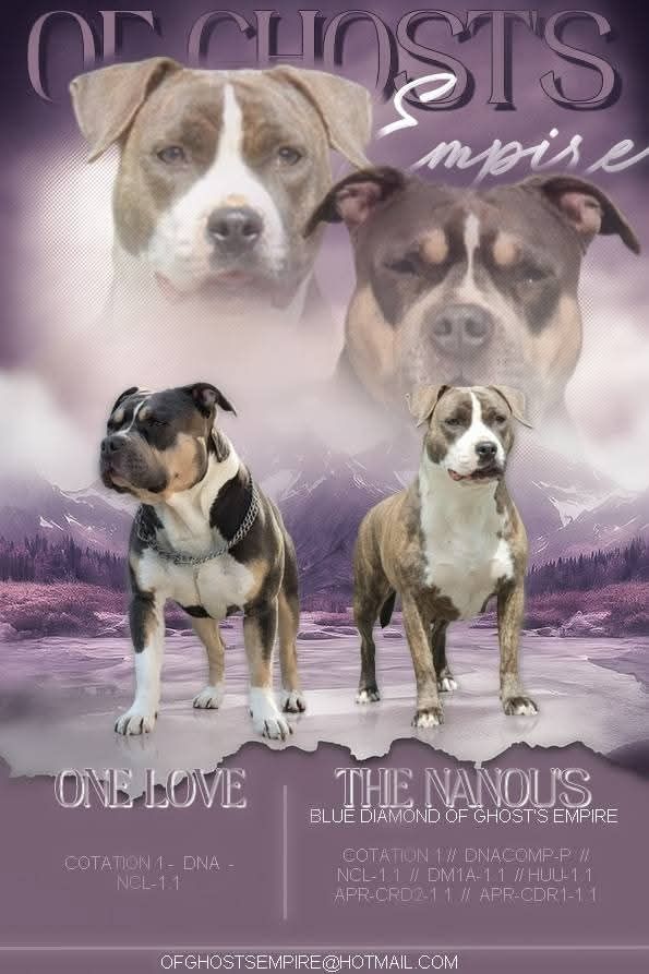 Chiot American Staffordshire Terrier Of Ghost's Empire