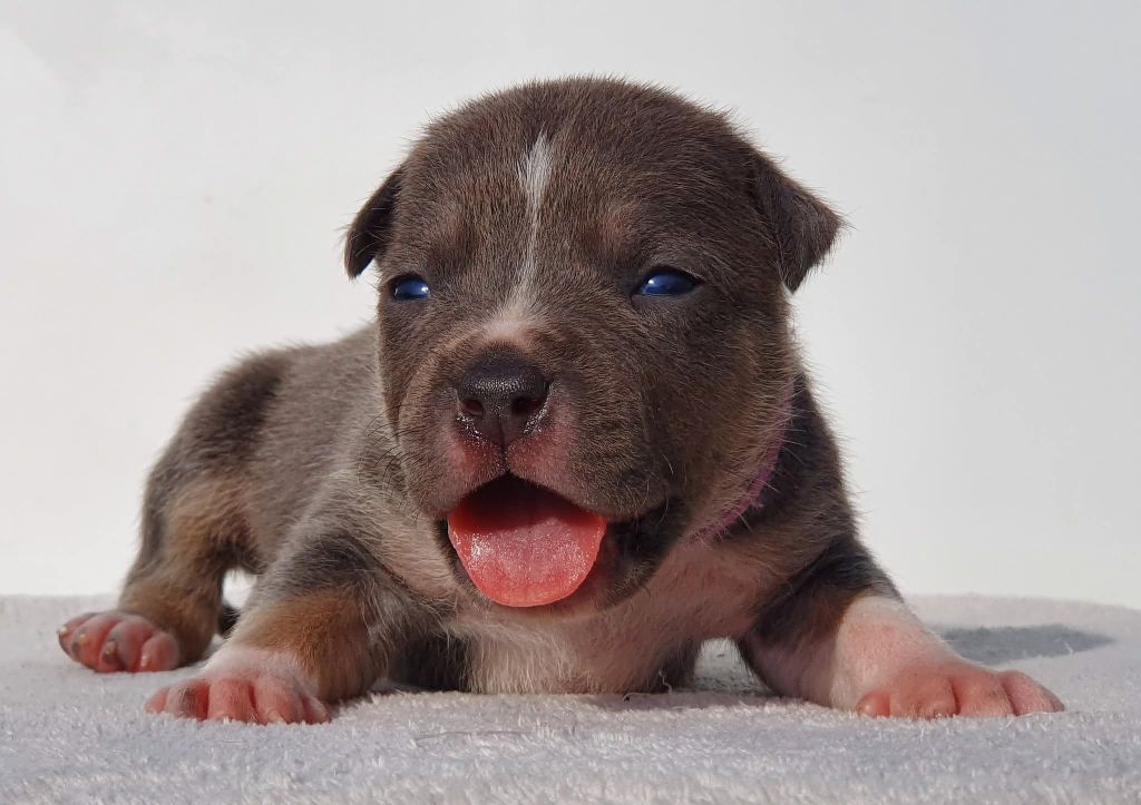 Of Ghost's Empire - Chiots disponibles - American Staffordshire Terrier