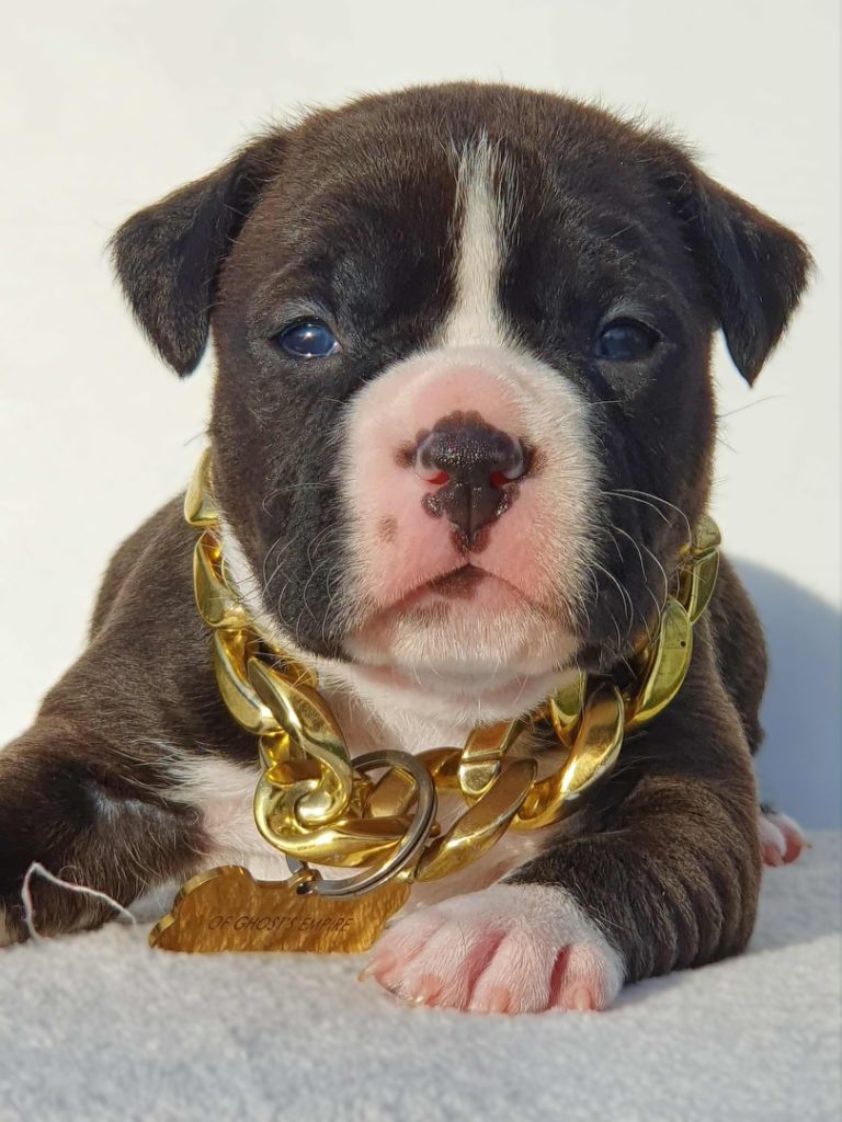 Of Ghost's Empire - Chiots disponibles - American Staffordshire Terrier