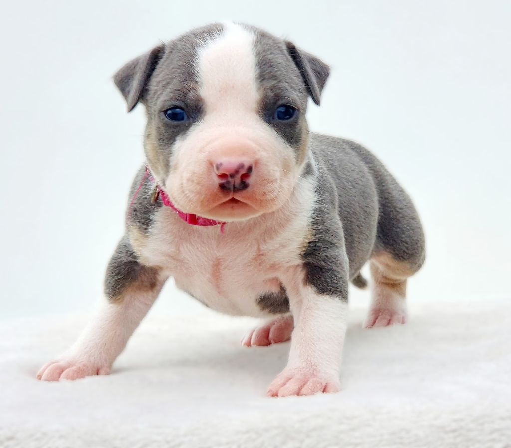 Of Ghost's Empire - Chiots disponibles - American Staffordshire Terrier
