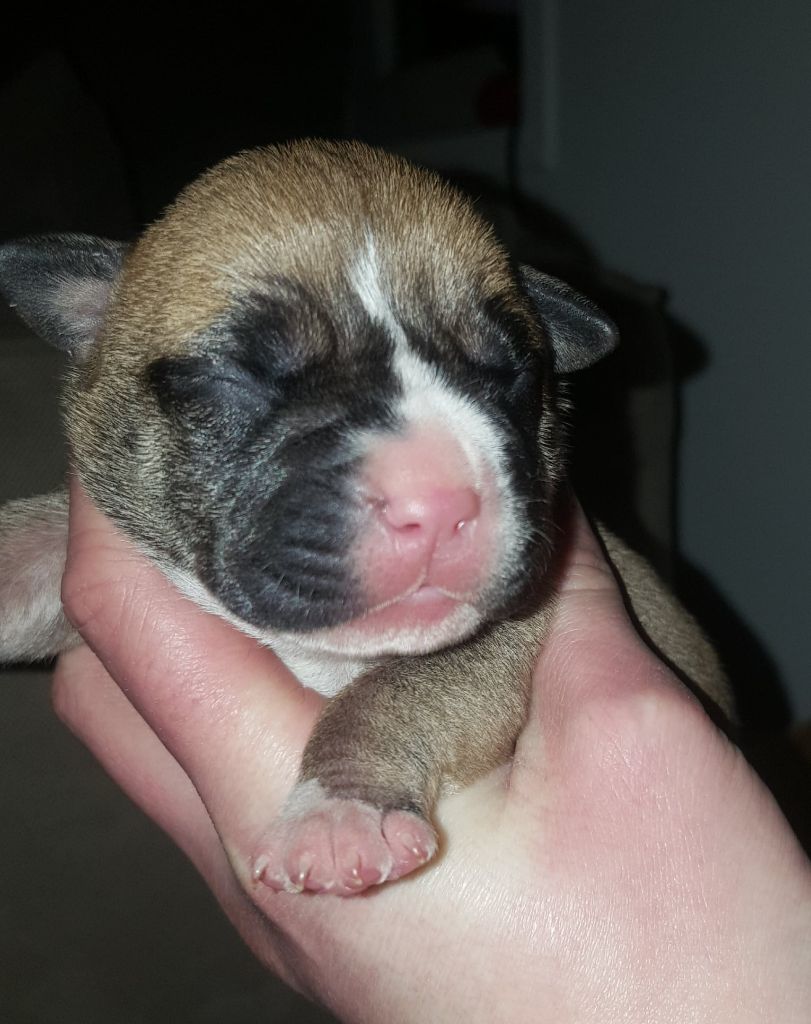 Of Ghost's Empire - American Staffordshire Terrier - Portée née le 06/02/2018