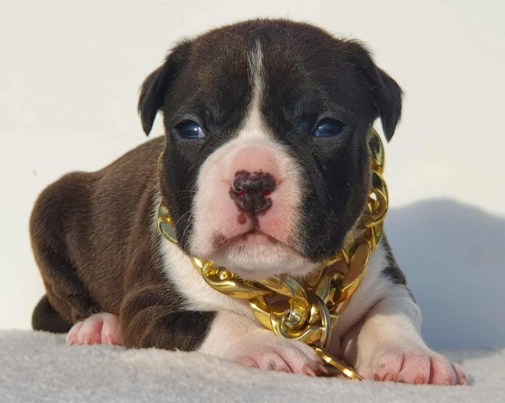 Of Ghost's Empire - Chiots disponibles - American Staffordshire Terrier
