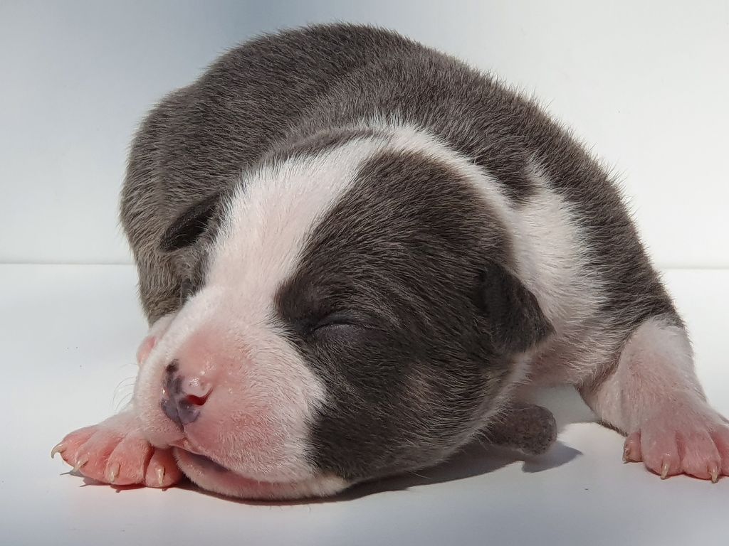 Of Ghost's Empire - American Staffordshire Terrier - Portée née le 04/09/2021